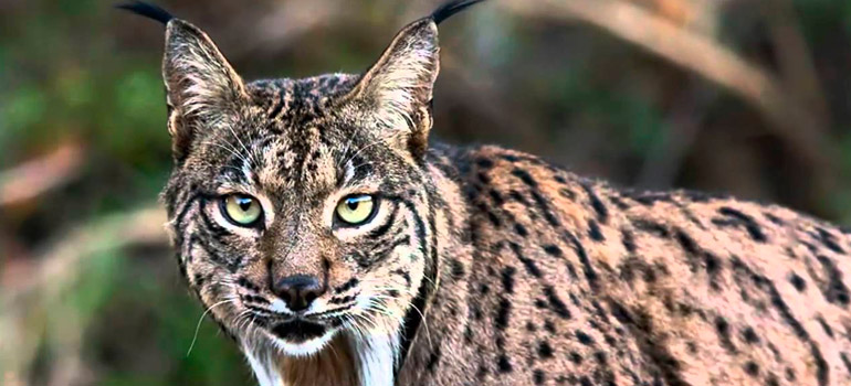 Lince ibérico