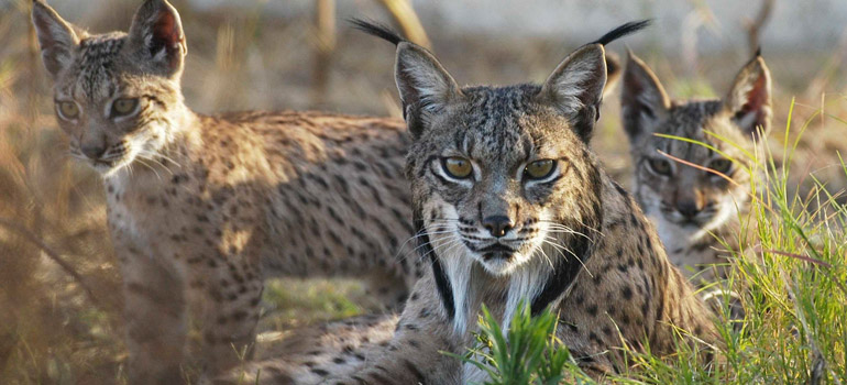 Lince ibérico