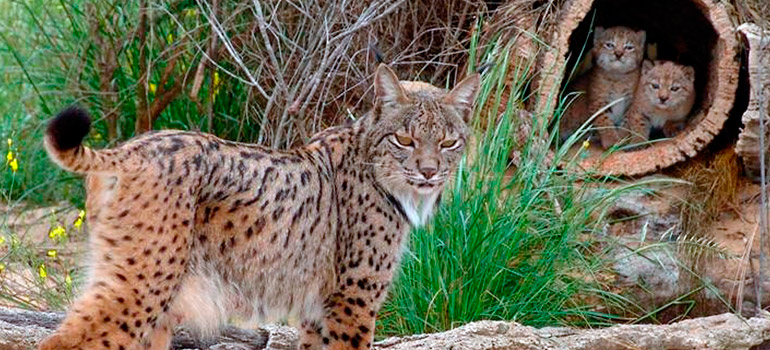 Lince ibérico